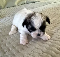 Timmy, a male Shih Tzu for sale in Bixby, OK – 2 of 3