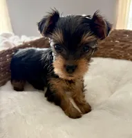 Susie, a female Yorkshire Terrier for sale in Bixby, OK – 4 of 4
