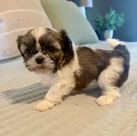 Bella, a female Shih Tzu for sale in Bixby, OK – 7 of 8