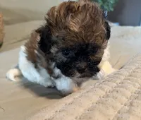  Carl, a male Havanese and Shih Tzu for sale in Bixby, OK – 3 of 3