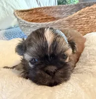 Benny, a male Shih Tzu for sale in Bixby, OK – 2 of 5