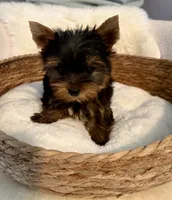 Toby, a male Yorkshire Terrier for sale in Bixby, OK – 5 of 5
