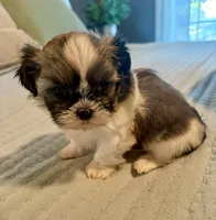 Bella, a female Shih Tzu for sale in Bixby, OK – 2 of 8