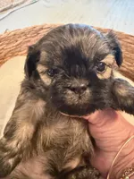 Sammy, a male Shih Tzu for sale in Bixby, OK – 3 of 4