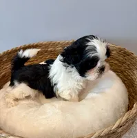 Panda, a male Shih Tzu for sale in Bixby, OK – 2 of 5