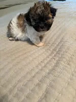 Simon, a male Havanese and Shih Tzu for sale in Bixby, OK – 2 of 5