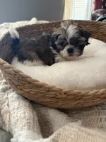 Bo , a male Shih Tzu for sale in Bixby, OK – 3 of 3
