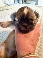 Benny, a male Shih Tzu for sale in Bixby, OK – 3 of 5