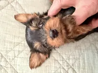 Timmy, a male Yorkshire Terrier for sale in Bixby, OK – 2 of 4