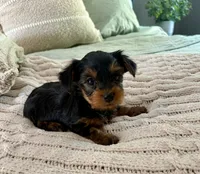 Timmy, a male Yorkshire Terrier for sale in Bixby, OK – 1 of 4