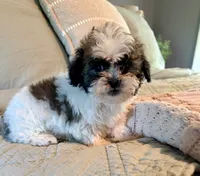 Cookie, a male Havanese and Shih Tzu for sale in Bixby, OK – 2 of 6
