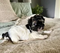 Carl, a male Shih Tzu for sale in Bixby, OK – 3 of 9