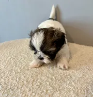 Leroy, a male Shih Tzu for sale in Bixby, OK – 5 of 5