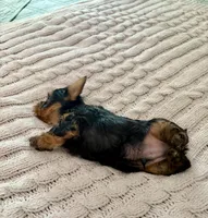 Timmy, a male Yorkshire Terrier for sale in Bixby, OK – 4 of 4