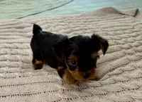 Joey, a male Yorkshire Terrier for sale in Bixby, OK – 2 of 5