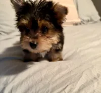 Sammy, a male Yorkshire Terrier for sale in Bixby, OK – 5 of 5