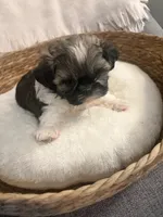 Barney , a male Shih Tzu for sale in Bixby, OK – 5 of 6