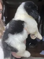 Purple, a female Newfypoo for sale in Beverly, OH – 4 of 4
