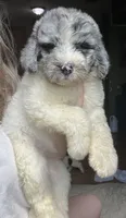 Pink, a female Newfypoo for sale in Beverly, OH – 3 of 4