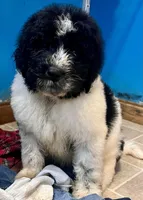 Cricket, a male Newfypoo for sale in Beverly, OH – Photo 5 of 8