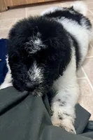 Cricket, a male Newfypoo for sale in Beverly, OH – Photo 4 of 8