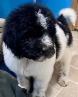 Cricket, a male Newfypoo for sale in Beverly, OH – Photo 6 of 8