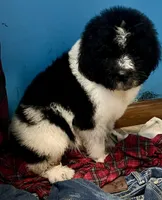Cricket, a male Newfypoo for sale in Beverly, OH – Photo 2 of 8