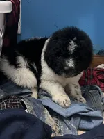 Cricket, a male Newfypoo for sale in Beverly, OH – Photo 8 of 8
