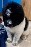 Cricket, a male Newfypoo for sale in Beverly, OH – Photo 3 of 8