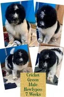 Cricket, a male Newfypoo for sale in Beverly, OH – Photo 1 of 8