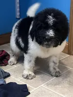 Cricket, a male Newfypoo for sale in Beverly, OH – Photo 7 of 8