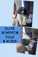 Black, a male Newfypoo for sale in Beverly, OH – 1 of 3