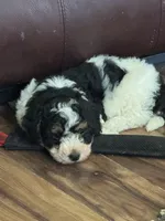 Karma, a female Miniature Bernedoodle for sale in Beverly, OH – Photo 4 of 6