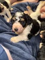 Karma, a female Miniature Bernedoodle for sale in Beverly, OH – Photo 3 of 6