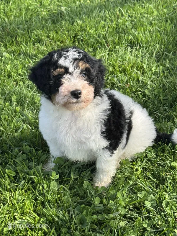 Karma – Miniature Bernedoodle puppy for sale in Beverly, OH