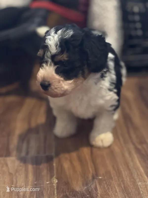 Karma – Miniature Bernedoodle puppy for sale in Beverly, OH