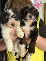 Karma, a female Miniature Bernedoodle for sale in Beverly, OH – Photo 6 of 6