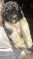 Red, a female Newfypoo for sale in Beverly, OH – 4 of 4