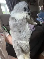 Green, a male Newfypoo for sale in Beverly, OH – 3 of 4