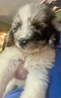 Blue, a male Newfypoo for sale in Beverly, OH – 4 of 4