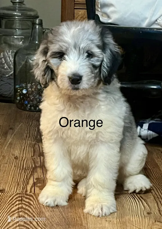 Orange – Newfypoo puppy for sale in Beverly, OH