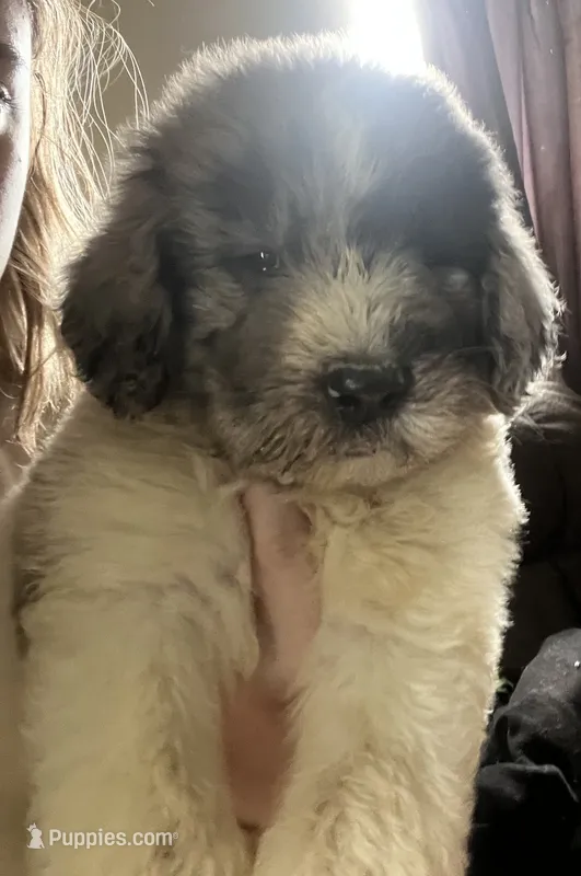 Orange – Newfypoo puppy for sale in Beverly, OH