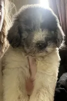 Orange, a female Newfypoo for sale in Beverly, OH – 1 of 5