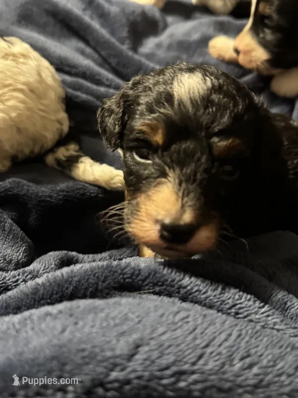 Karen, a female Miniature Bernedoodle for sale in Beverly, OH – Photo 1 of 6