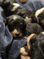 Karen, a female Miniature Bernedoodle for sale in Beverly, OH – Photo 3 of 6