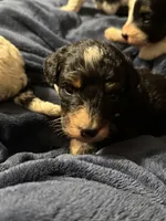Karen, a female Miniature Bernedoodle for sale in Beverly, OH – Photo 5 of 6