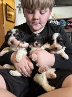 Karen, a female Miniature Bernedoodle for sale in Beverly, OH – Photo 4 of 6