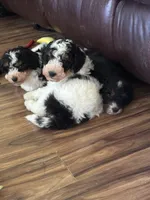 Karen, a female Miniature Bernedoodle for sale in Beverly, OH – Photo 2 of 6