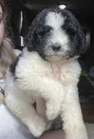 Purple, a female Newfypoo for sale in Beverly, OH – 3 of 4