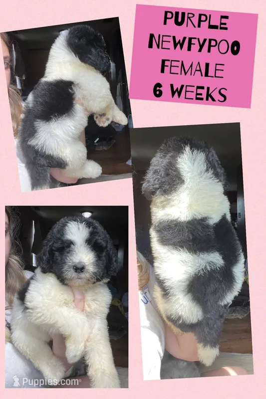 Purple – Newfypoo puppy for sale in Beverly, OH